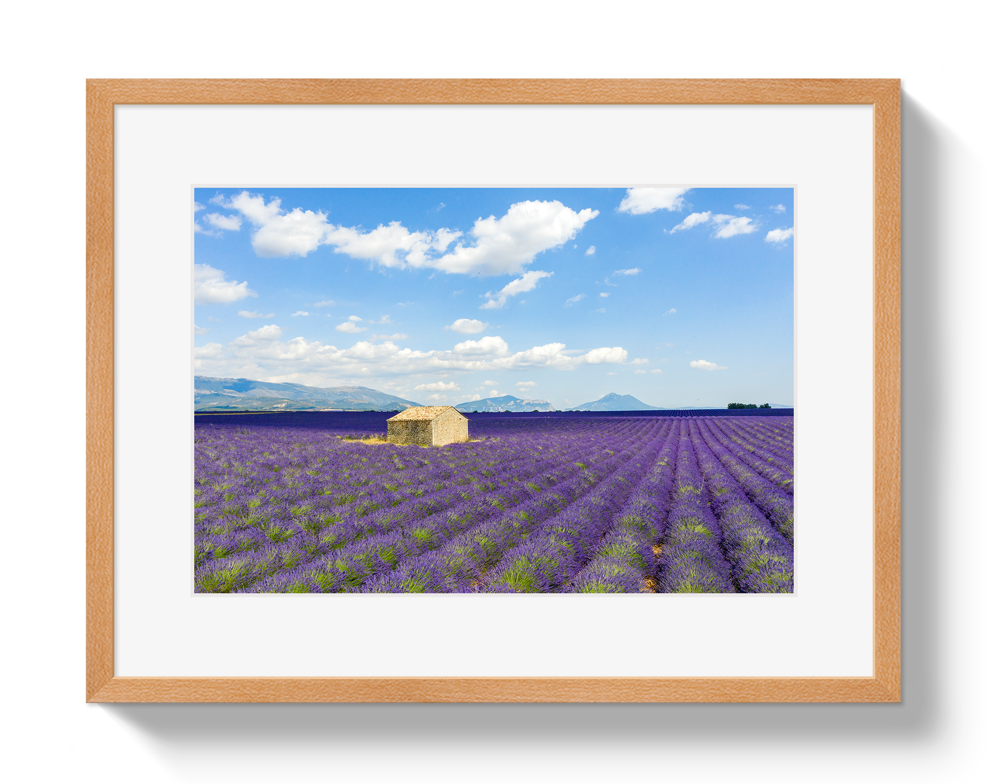 Lavender Fields