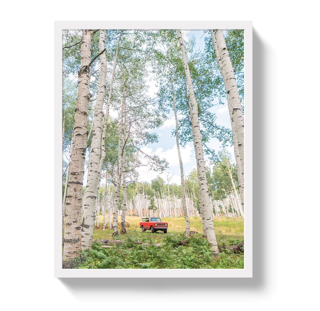Aspen Scout