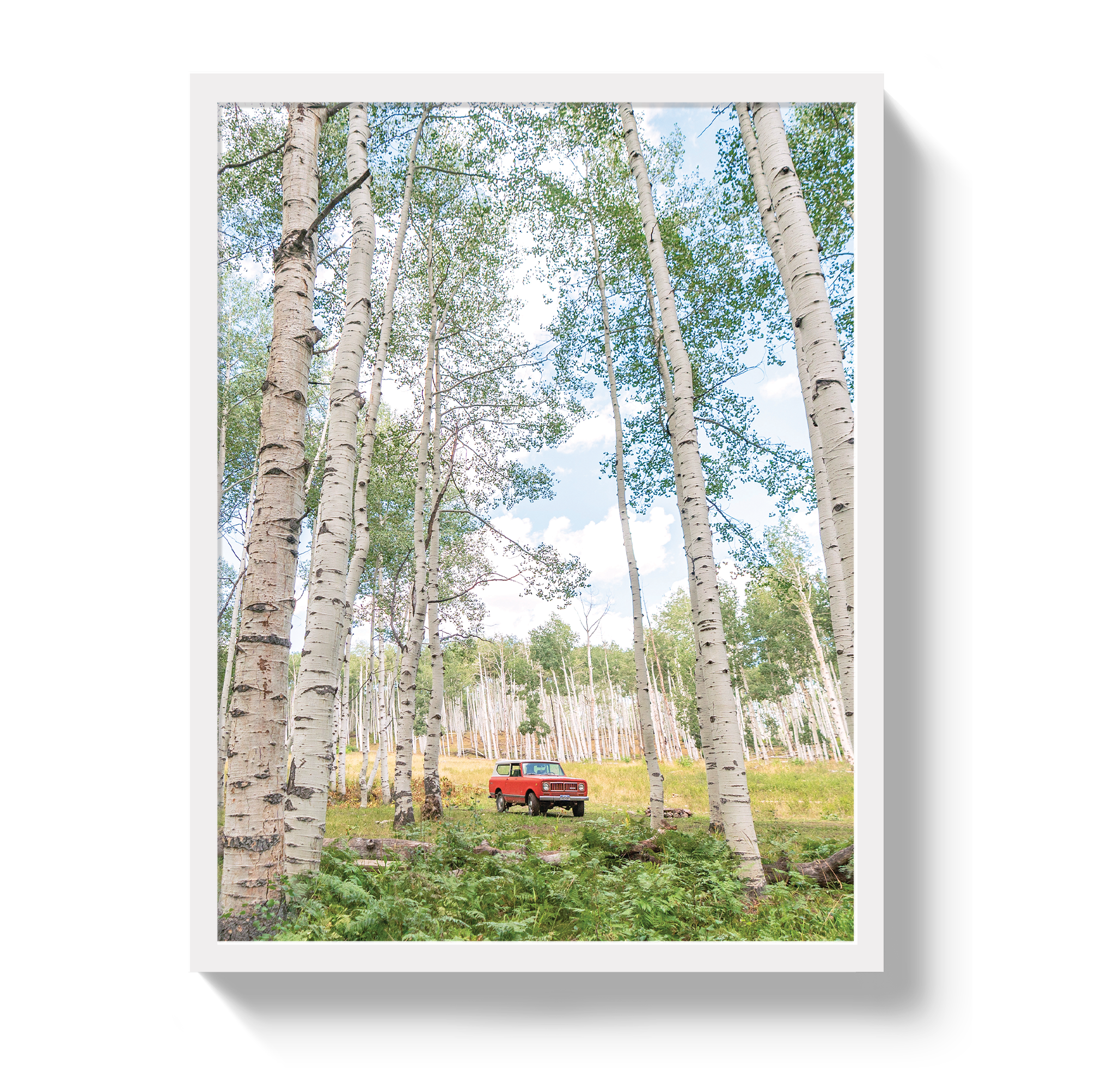 Aspen Scout