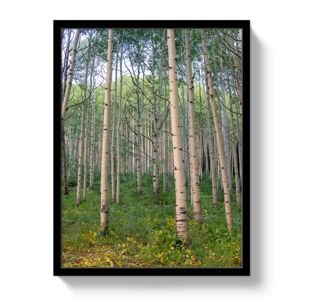 Aspen Grove