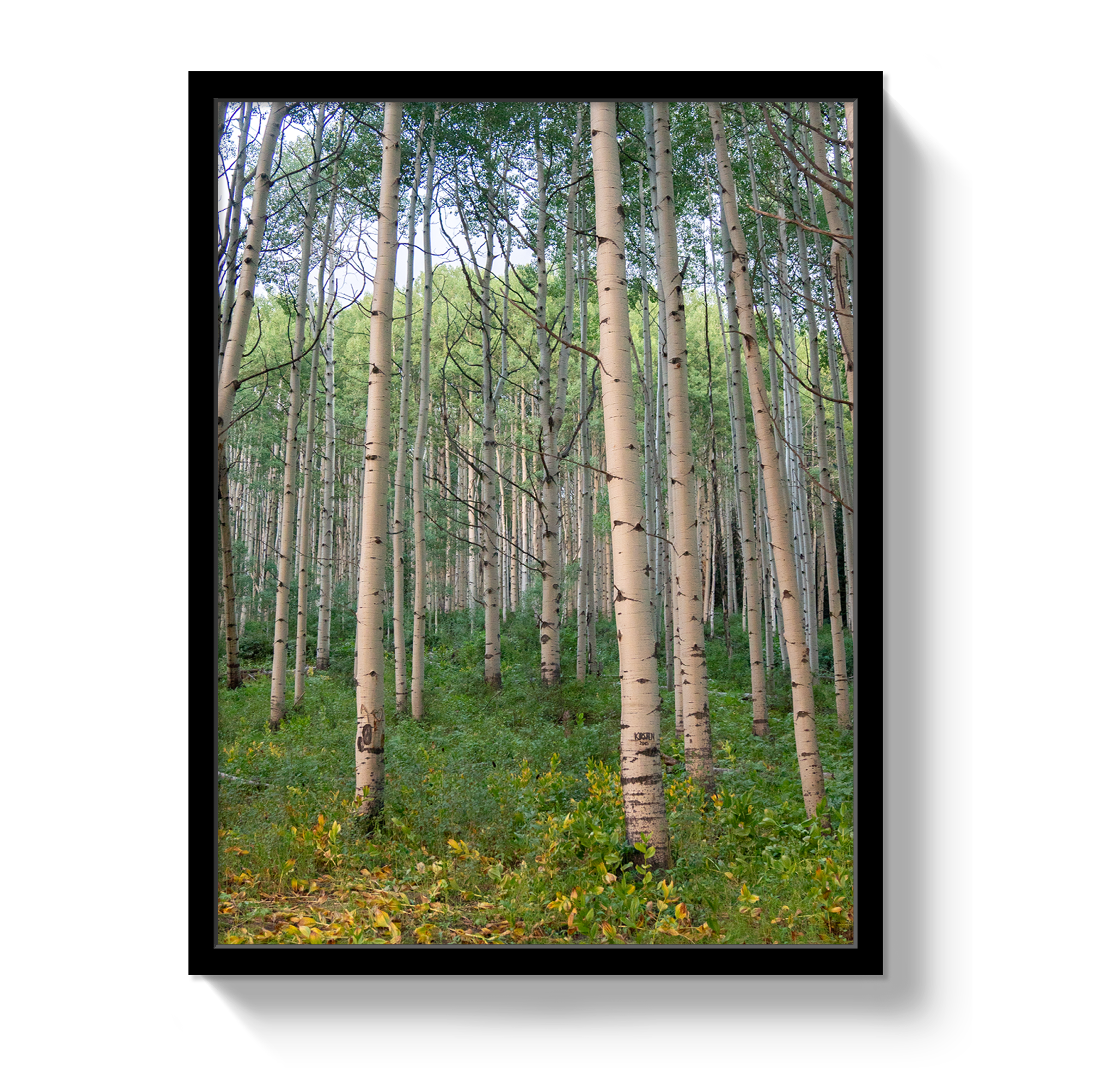 Aspen Grove