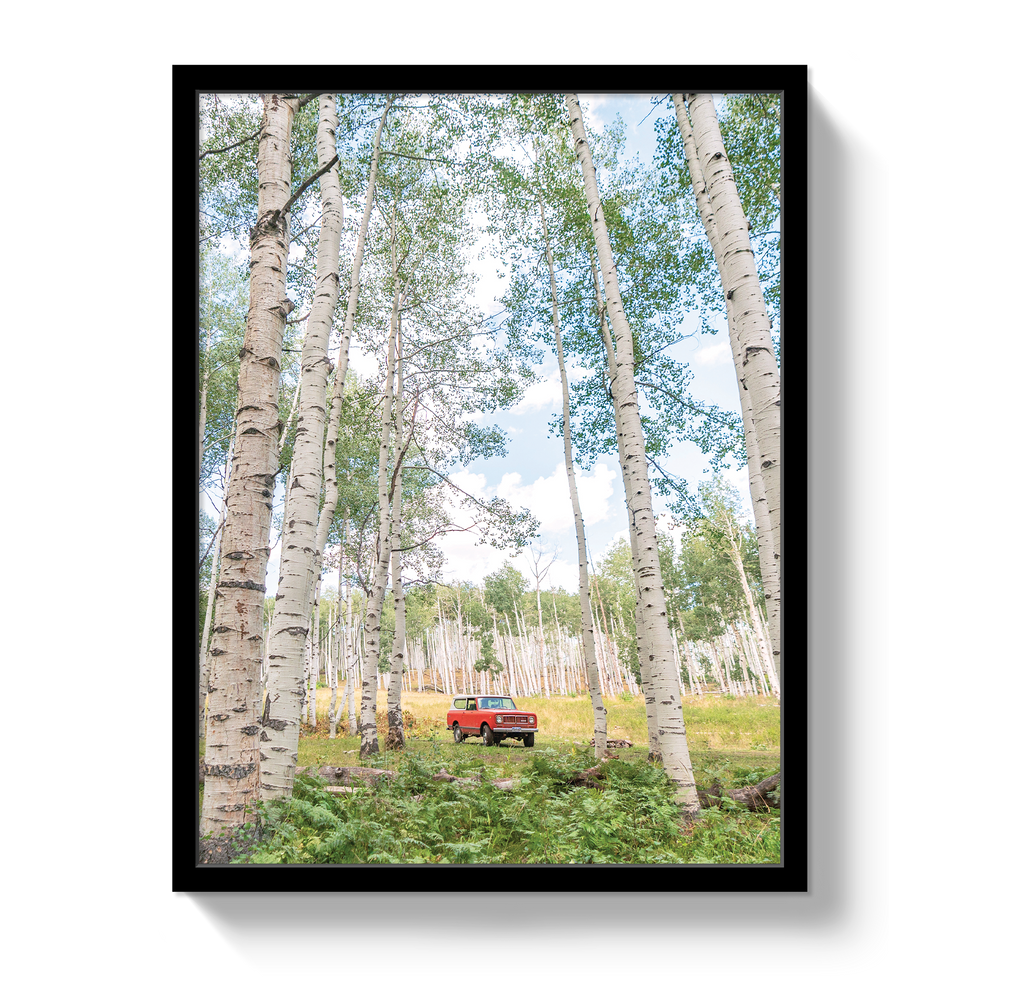 Aspen Scout