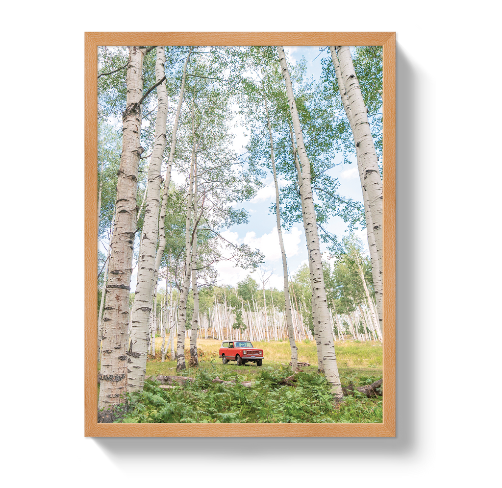 Aspen Scout