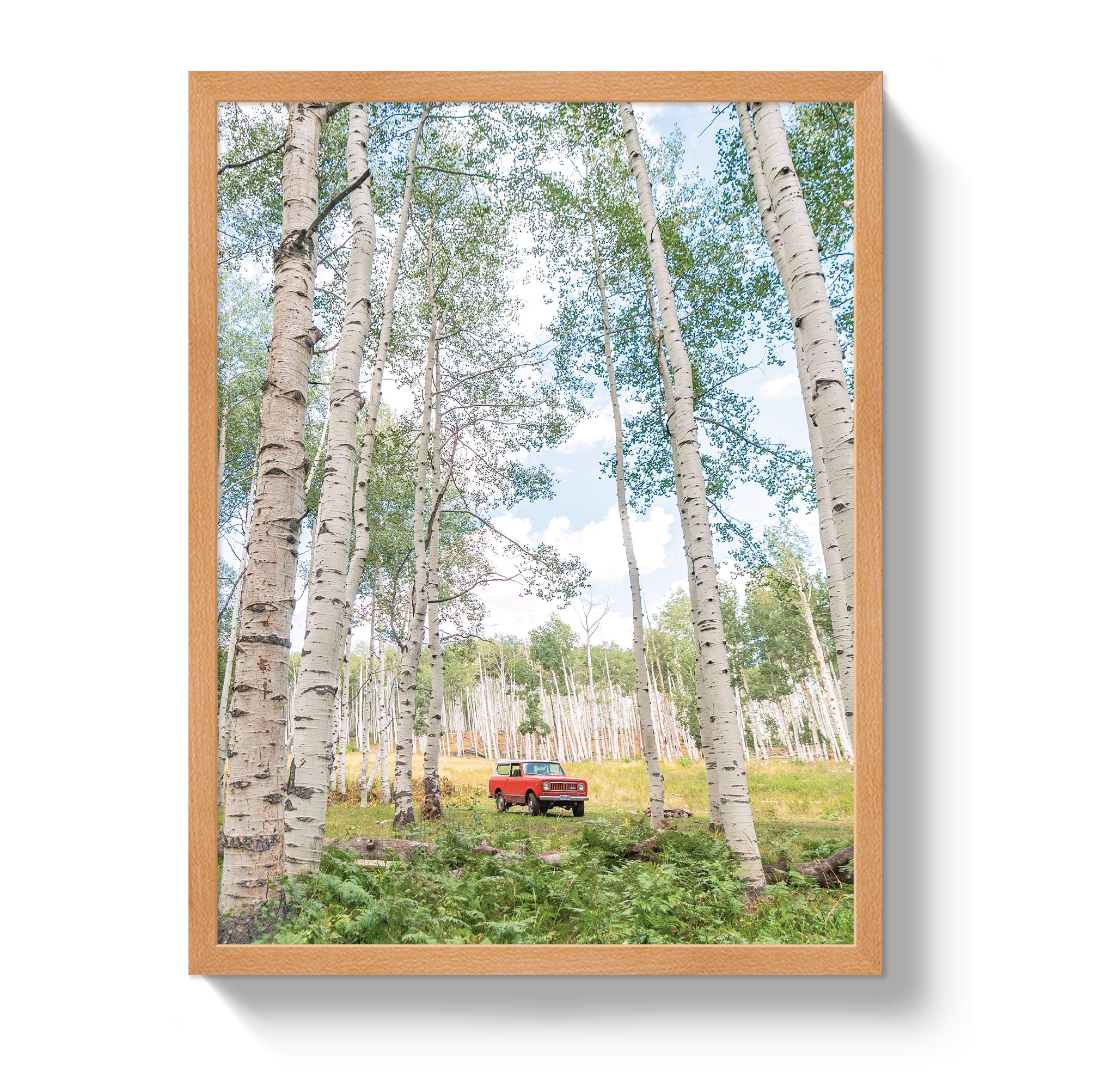 Aspen Scout