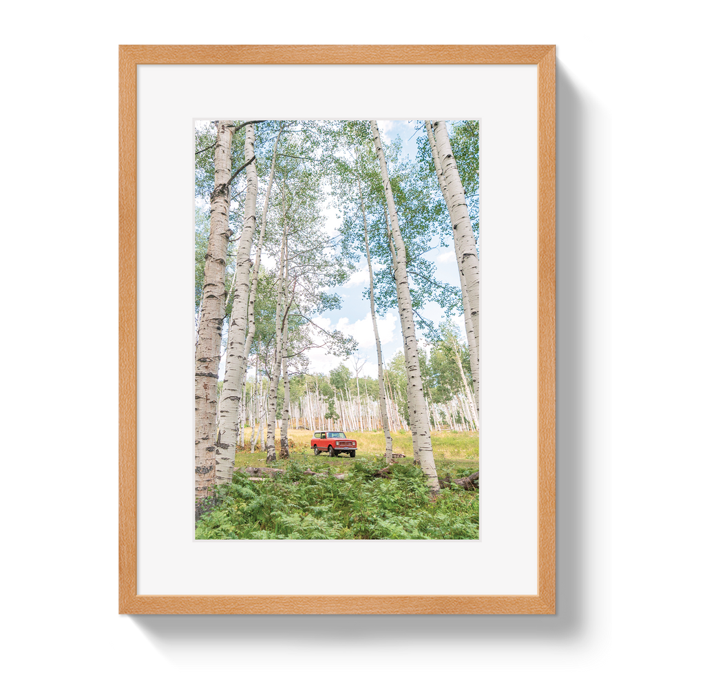 Aspen Scout