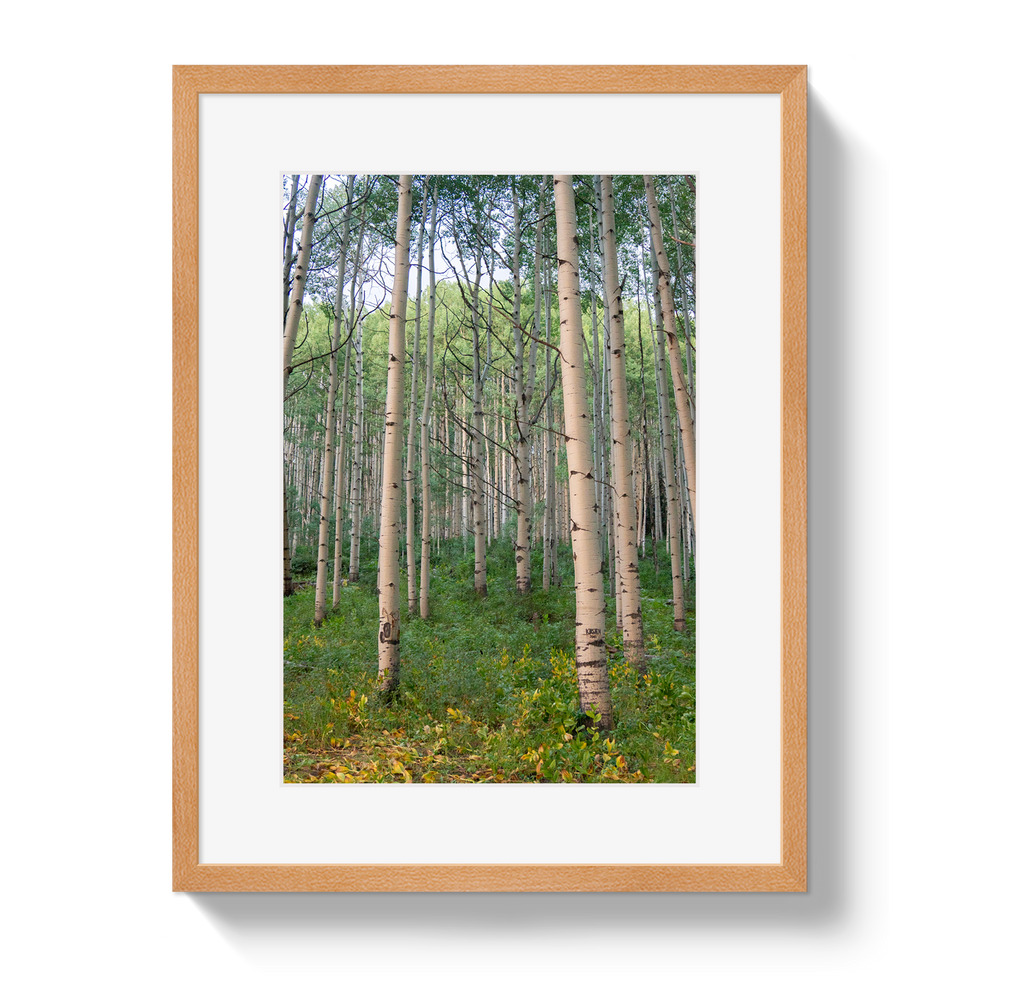Aspen Grove