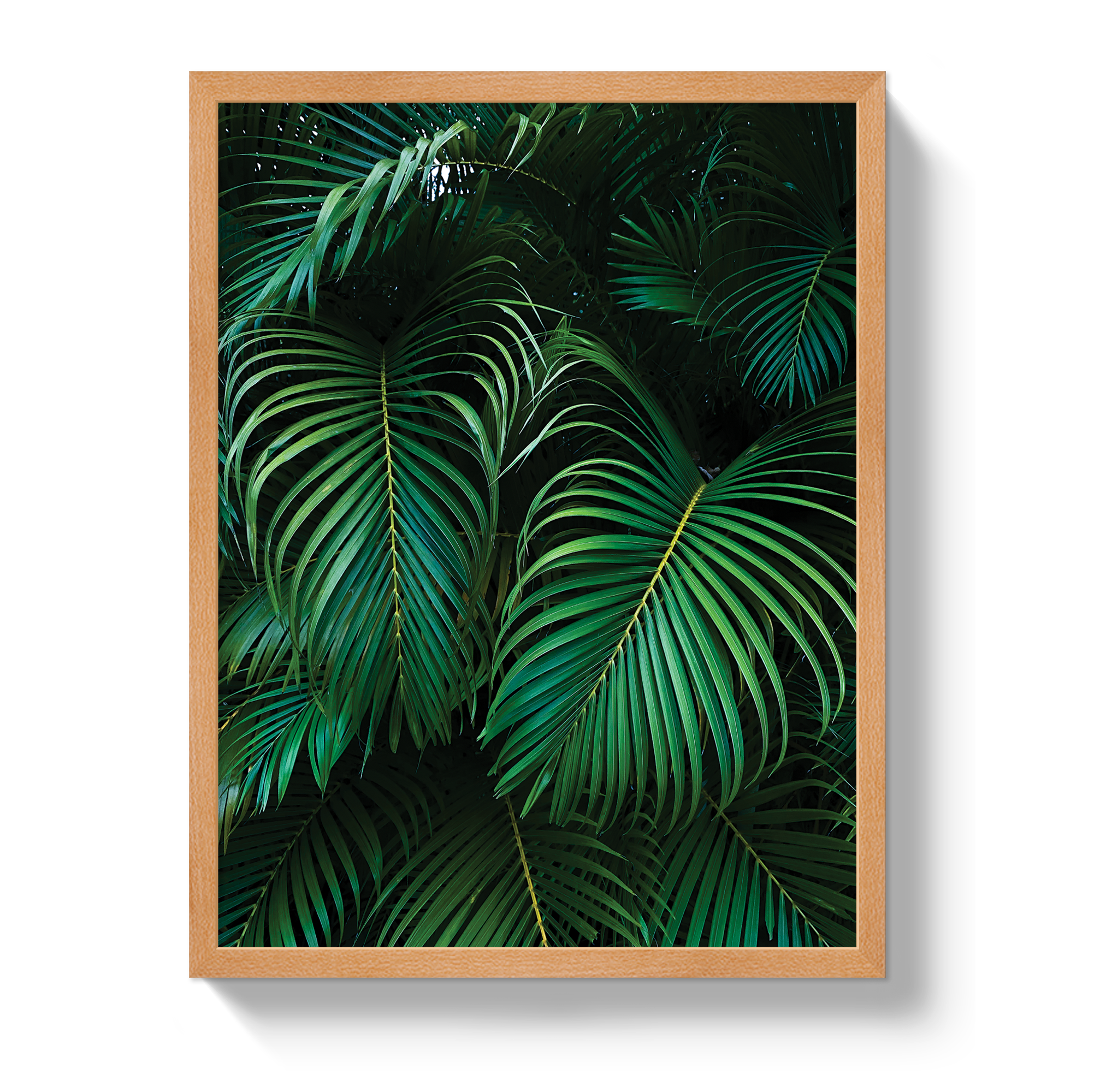 Palm