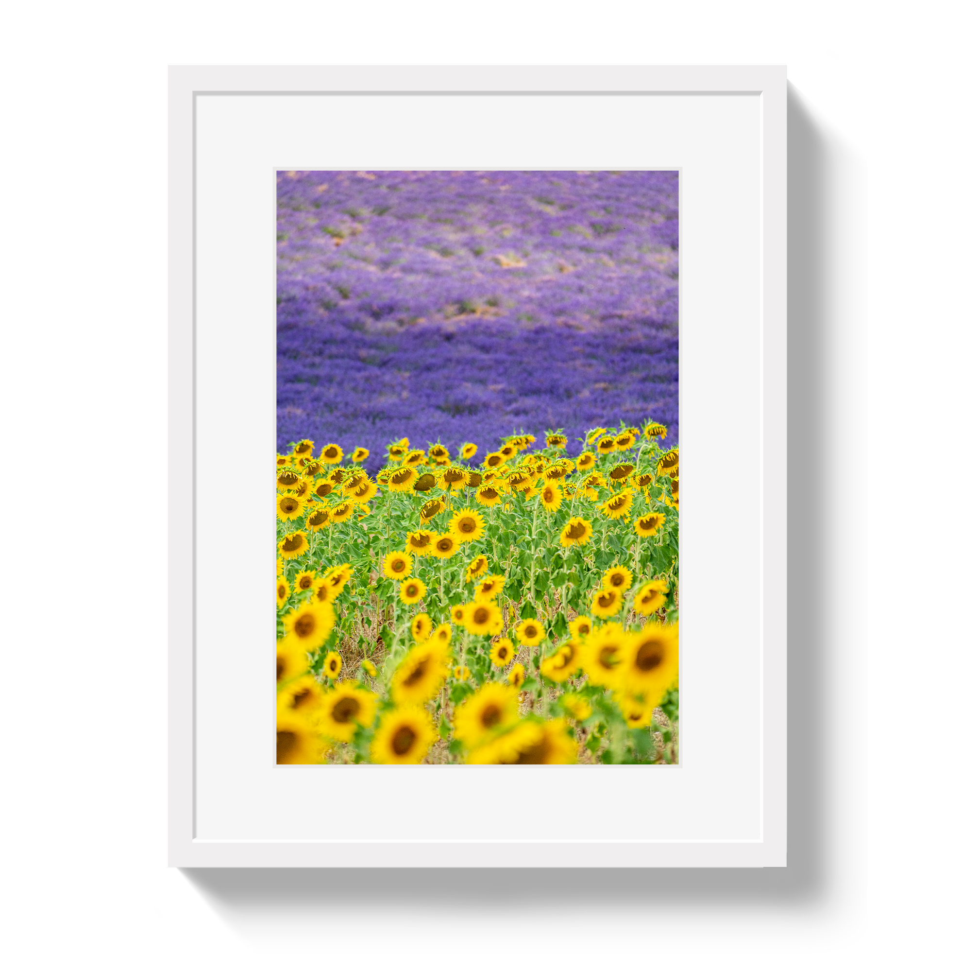 Sun and Lavender