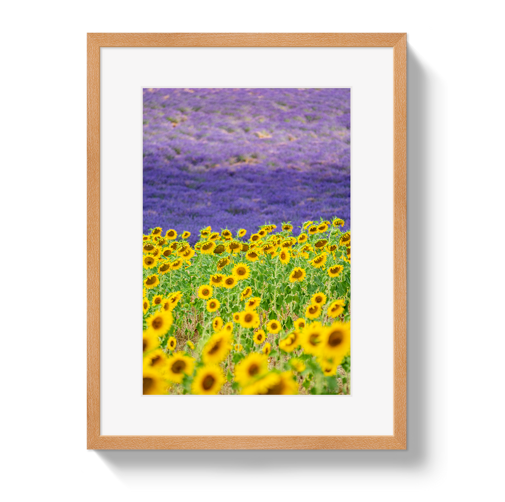 Sun and Lavender