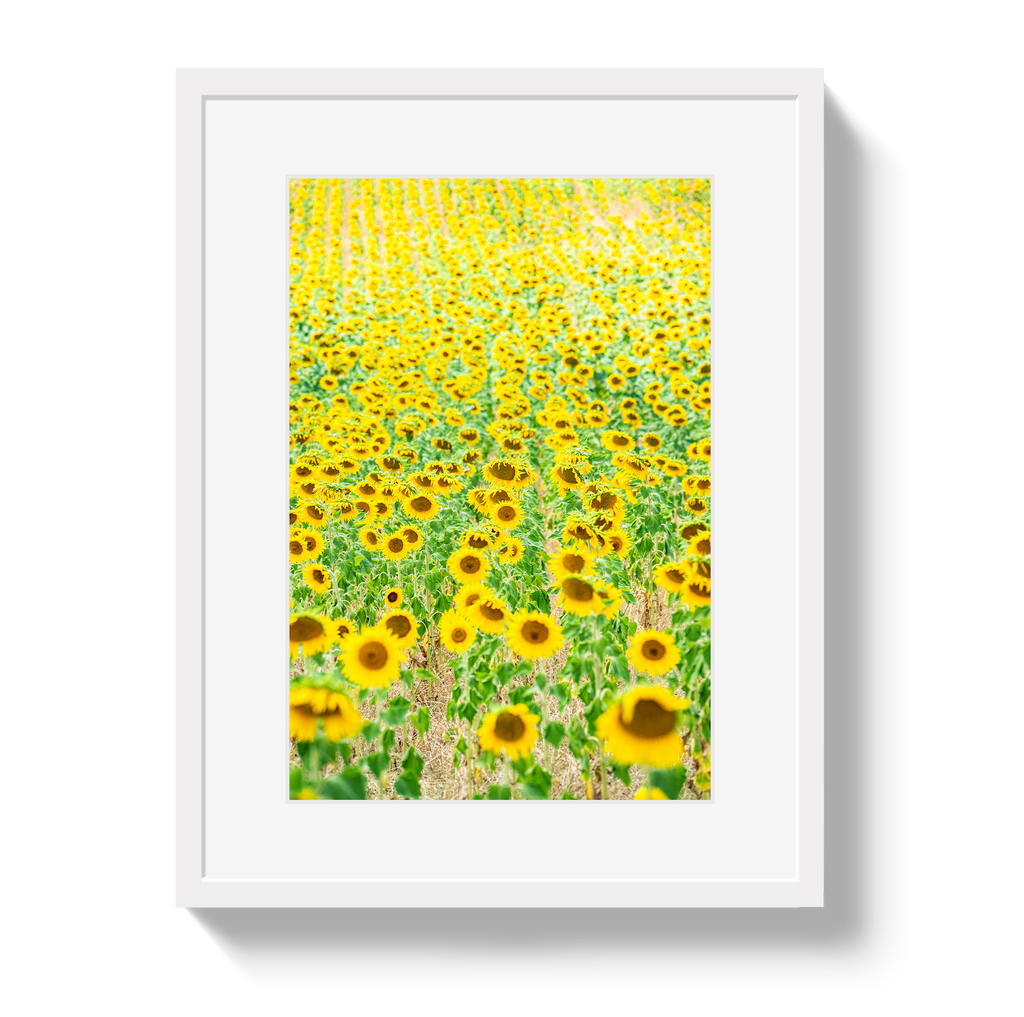 Provence Sunflowers