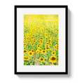 Provence Sunflowers