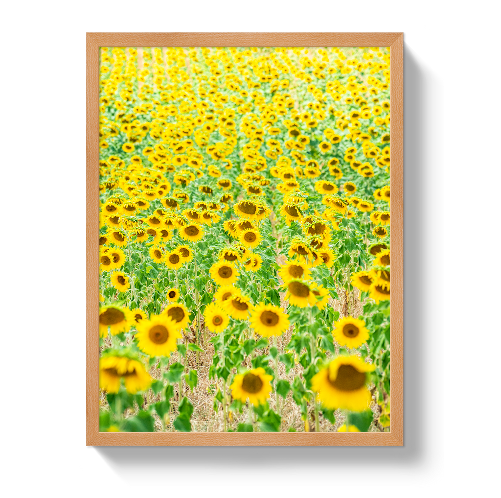 Provence Sunflowers
