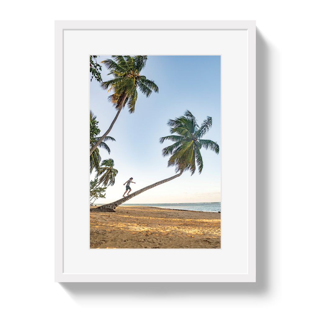 Palm Walk