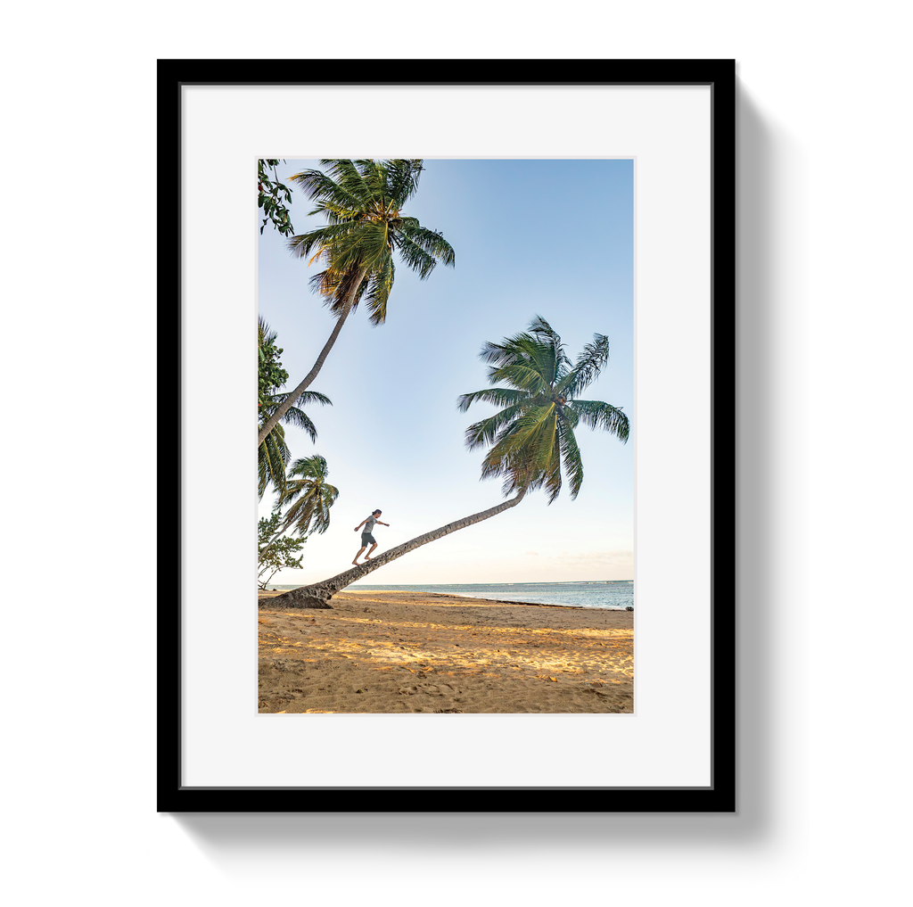 Palm Walk