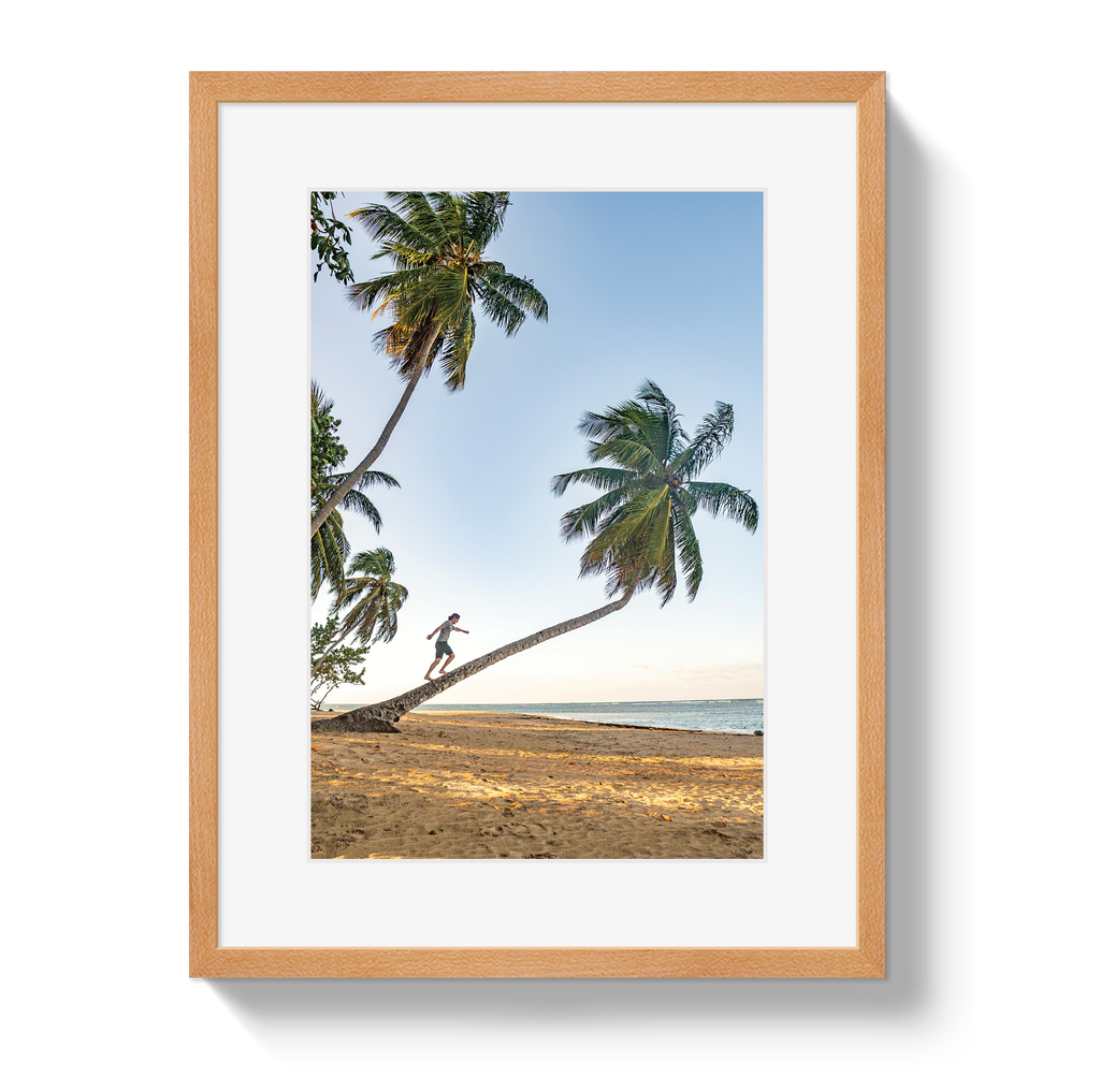 Palm Walk