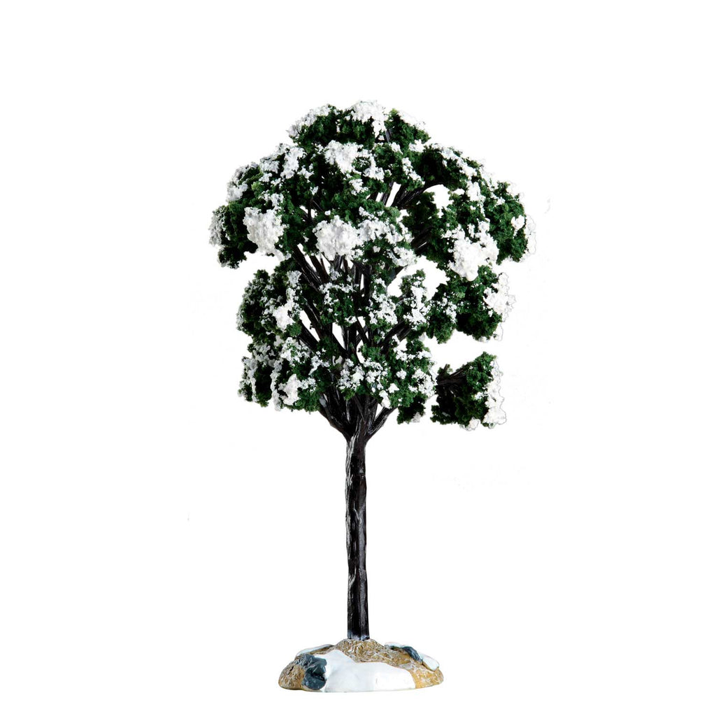 Balsam Fir Tree - 6.5 Inches