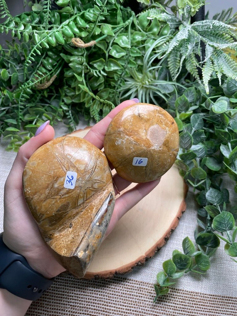 Fossilized Sand Dollar