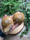 Fossilized Sand Dollar