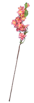 Pink Cherry Blossom