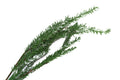 36 inch Snowy Pine Spray