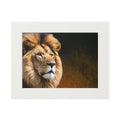 Majestic Lion Fine Art Print with Passepartout Frame