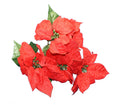 18" Glitter Edge Poinsettia Bush