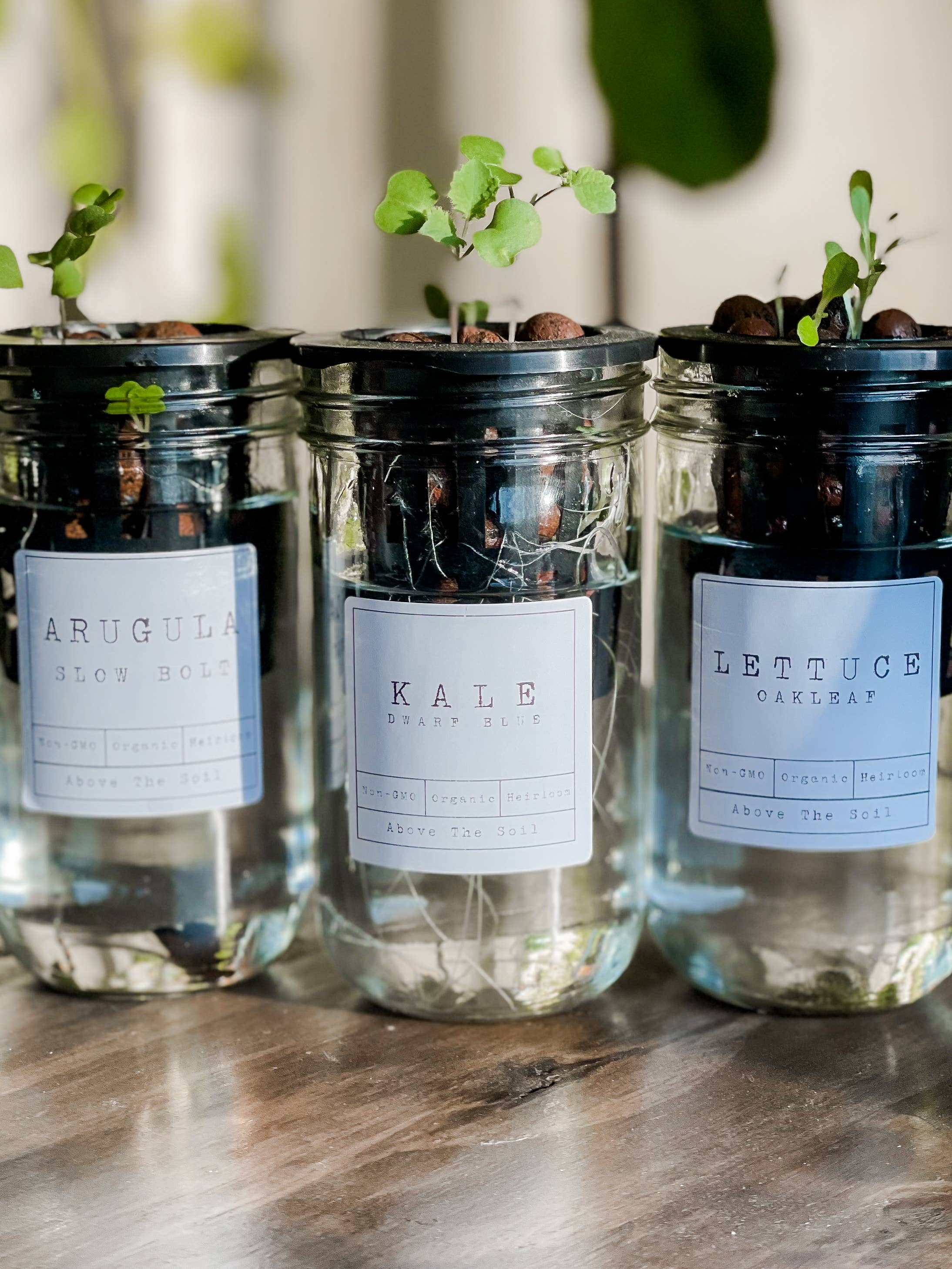 Glass Jar Semi-Hydroponic Garden Kit