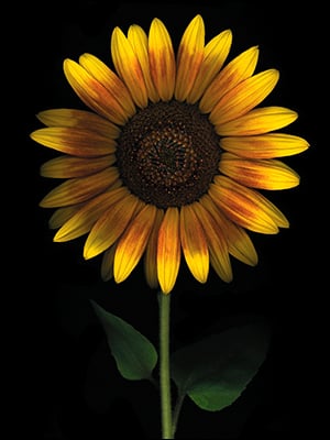 Birthday Card - Bright and Beautiful