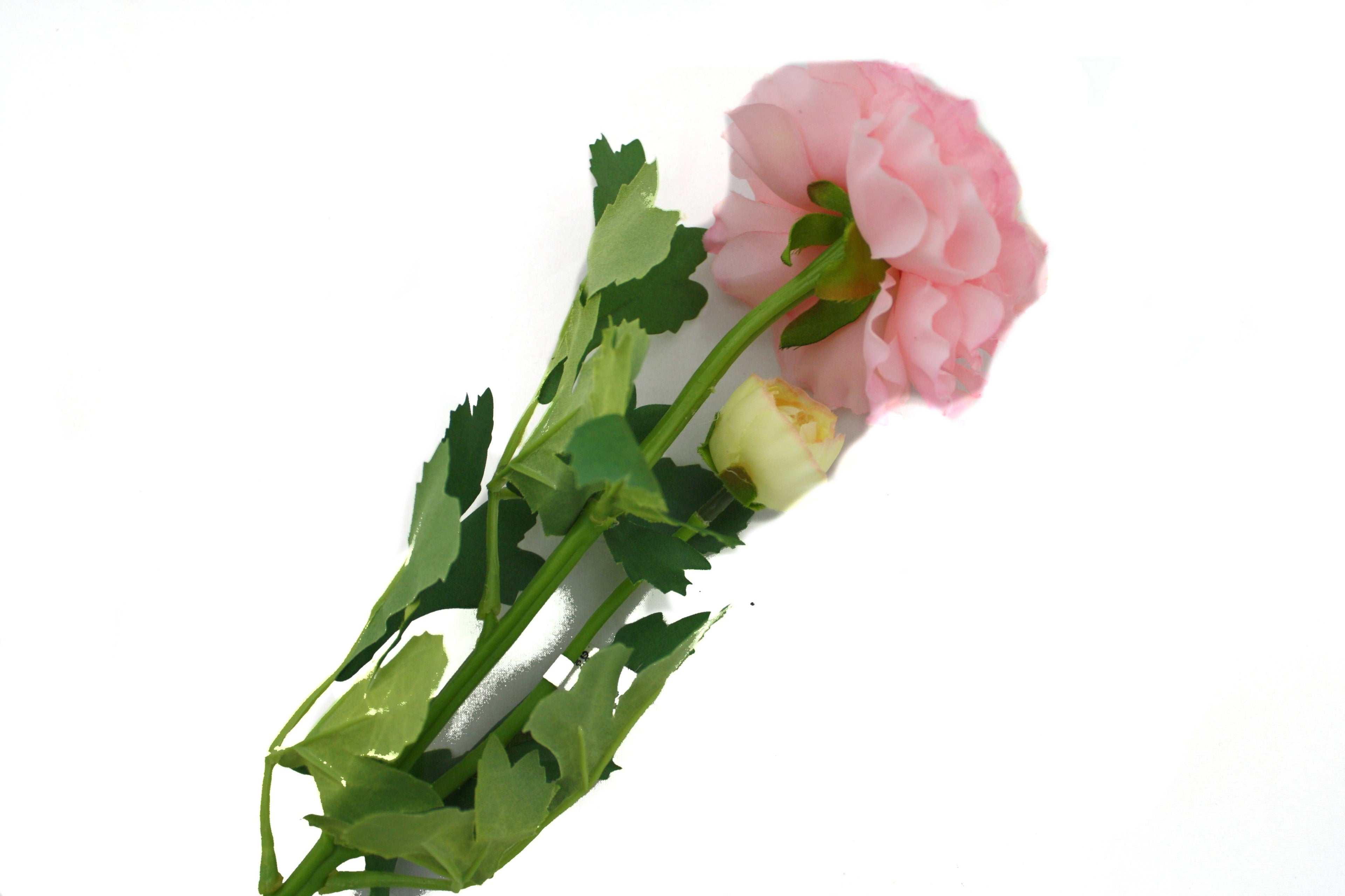 Longstem Pink Peony
